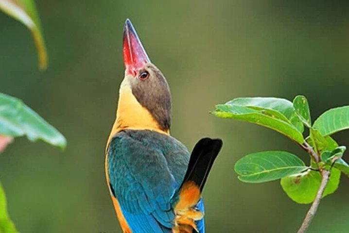 Birdwatching and Trekking in Anawilundawa Sanctuary from Mount Lavinia - Photo 1 of 8